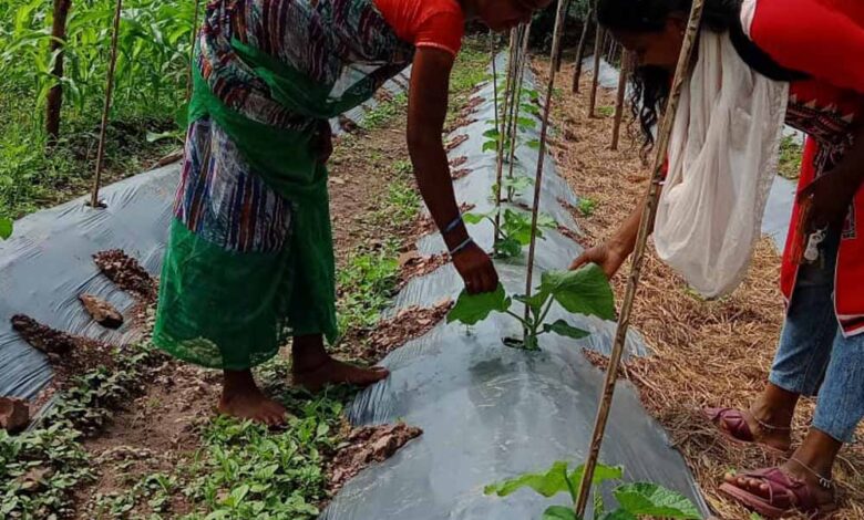 बस्तर में ‘बिहान’ से लखपति दीदी बनने की ओर अग्रसर महिलाएं बस्तर में ‘बिहान’ से लखपति दीदी बनने की ओर अग्रसर महिलाएं