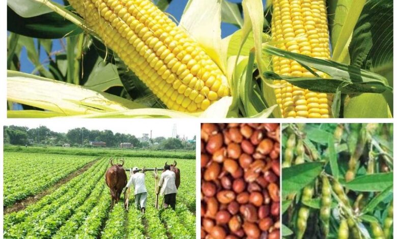 दलहन, तिलहन, मक्का, कोदो, कुटकी, रागी एवं कपास की फसल लेने वालों को भी मिलेगा कृषक उन्नति योजना का लाभ दलहन, तिलहन, मक्का, कोदो, कुटकी, रागी एवं कपास की फसल लेने वालों को भी मिलेगा कृषक उन्नति योजना का लाभ