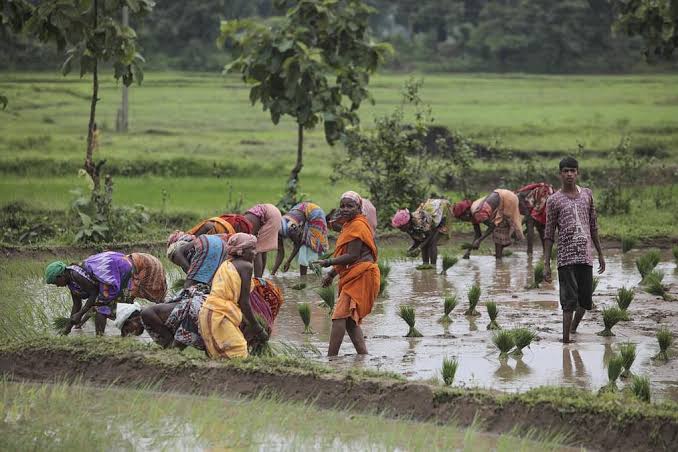 प्रदेश में मानसून के साथ खेती-किसानी का कार्य जोरों पर