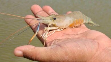 झींगा पालन के लिए सुकमा के 5 गांव चिन्हांकित