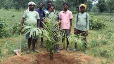 पॉम की खेती से किसानों को मिलेगा आय का स्थायी जरिया…