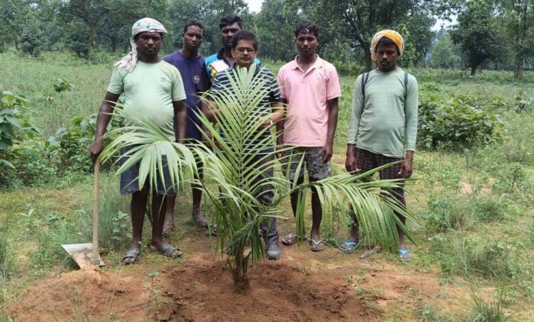 पॉम की खेती से किसानों को मिलेगा आय का स्थायी जरिया…